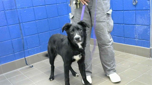 DOCTOR STRANGE - German Shepherd Dog / Border Collie available for adoption