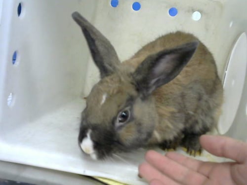BEBE - Longhaired Rabbit available for adoption