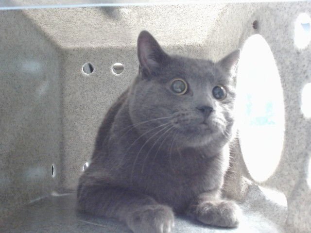 RATATOUILE - Domestic Long Hair available for adoption