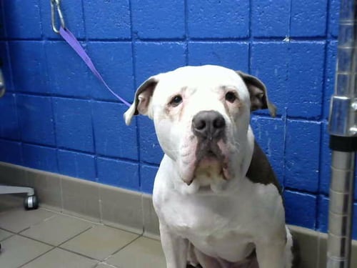 HOSS - Pit Bull Terrier available for adoption