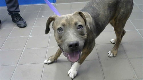 ARIEL - Pit Bull Terrier available for adoption