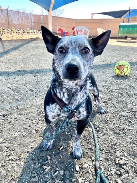 DELIO - Queensland Heeler / Cardigan Welsh Corgi available for adoption