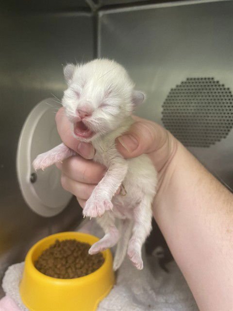 YAHTZEE - Siamese available for adoption