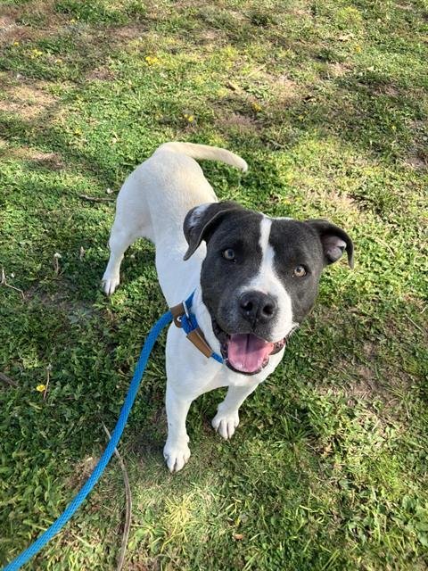 SIBBY - American Pit Bull Terrier available for adoption