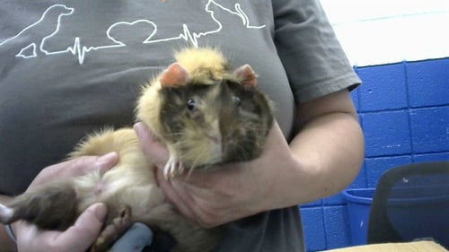 FEEFEE - Guinea Pig available for adoption