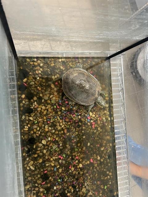 WATER - Turtle available for adoption