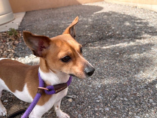 SWOOP - Jack Russell Terrier (Parson Russell Terrier) available for adoption