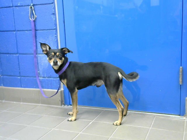 BAILEY - Chihuahua / Rottweiler available for adoption