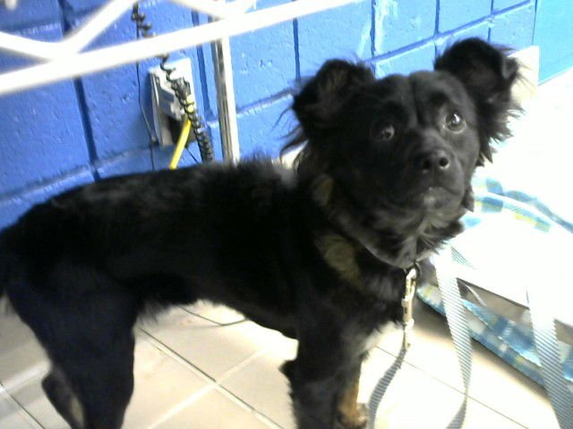 SCRAP - Chihuahua available for adoption