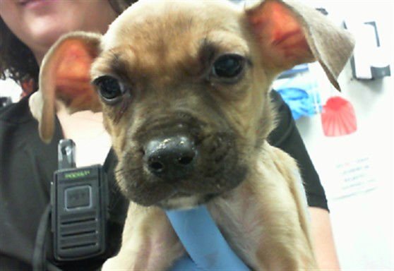 BROWNIE - Staffordshire Bull Terrier available for adoption