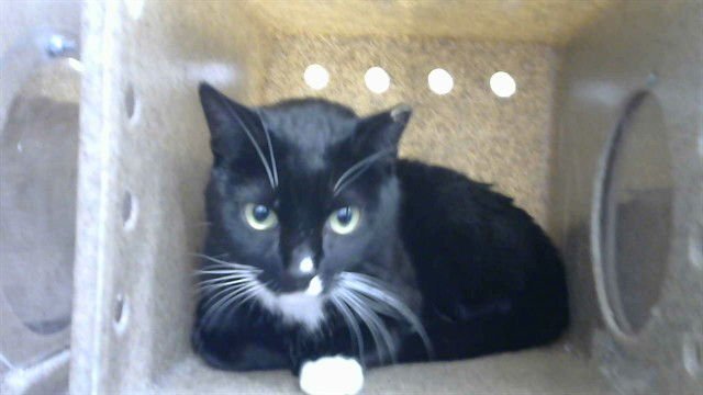 TREE FROG - Domestic Short Hair available for adoption