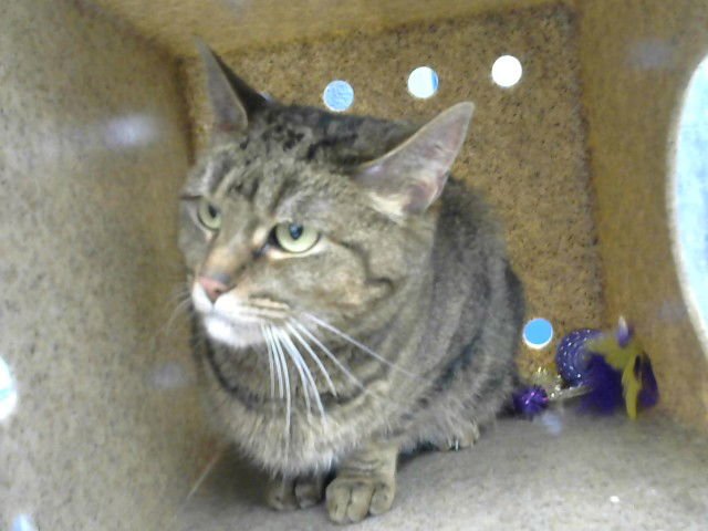 MONICA - Domestic Short Hair available for adoption