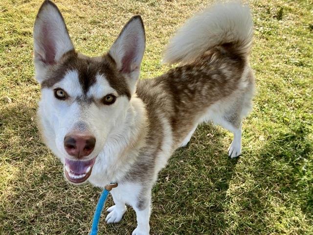 REBEL - Husky available for adoption