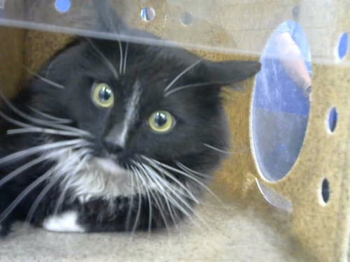 SMOKEY - Domestic Long Hair available for adoption