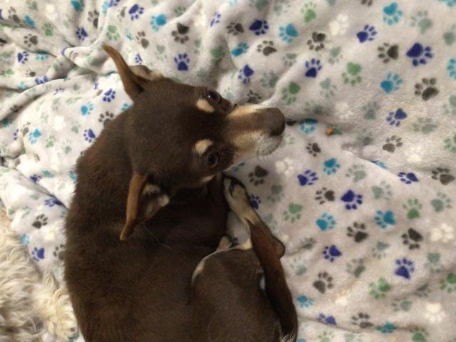 WD-40 - Chihuahua available for adoption