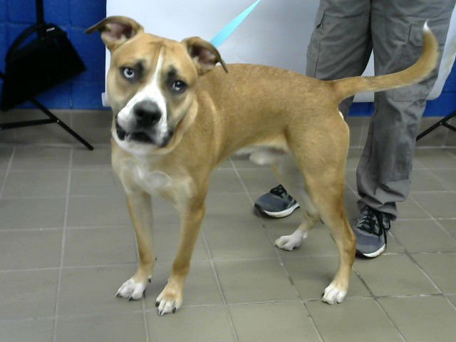 KENOBI - Australian Cattle Dog/Blue Heeler available for adoption