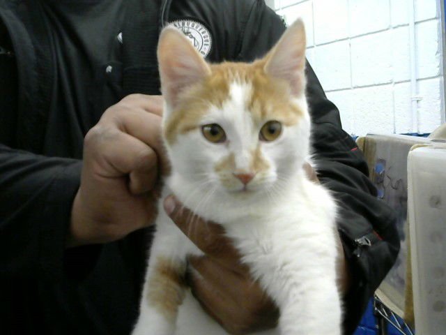 SIMBA - Domestic Long Hair available for adoption