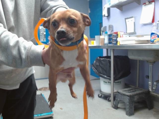 BABY - Chihuahua available for adoption