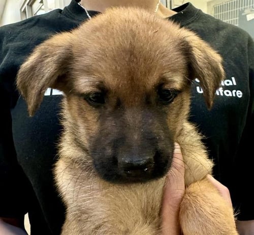 LOKI - German Shepherd Dog available for adoption