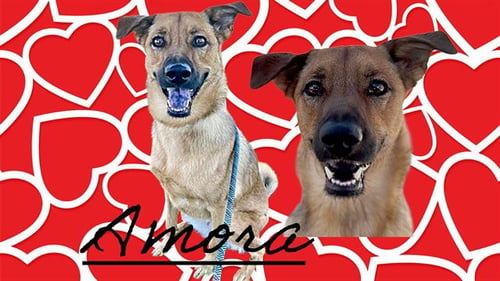 AMORA - German Shepherd Dog available for adoption