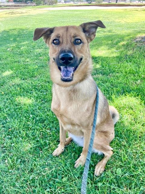 AMORA - German Shepherd Dog available for adoption