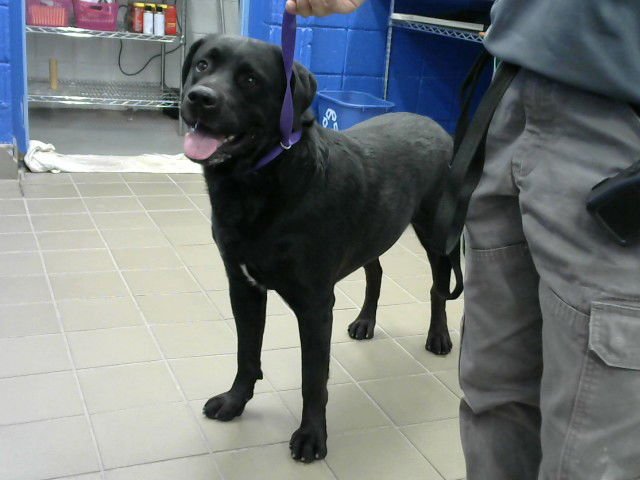 BADGER - Labrador Retriever available for adoption
