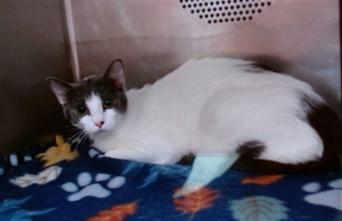 POMPOM - Domestic Short Hair available for adoption