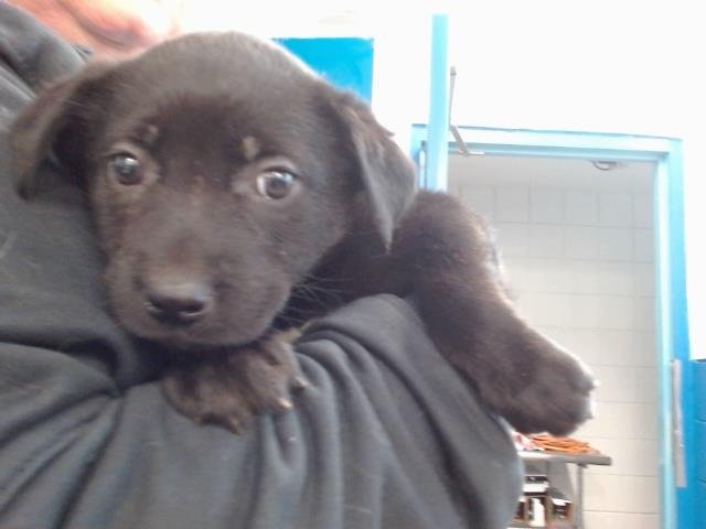 HARLEY - Labrador Retriever available for adoption