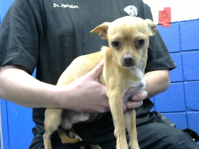 DONUT - Chihuahua available for adoption
