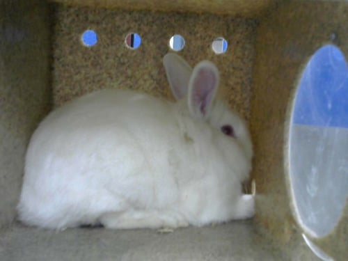 BUTTER-CUP - Shorthaired Rabbit available for adoption