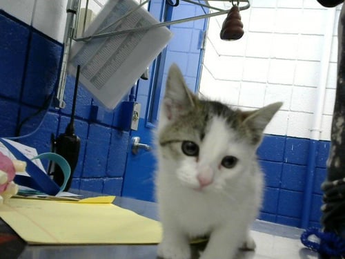 SHAMROCK - Domestic Short Hair available for adoption