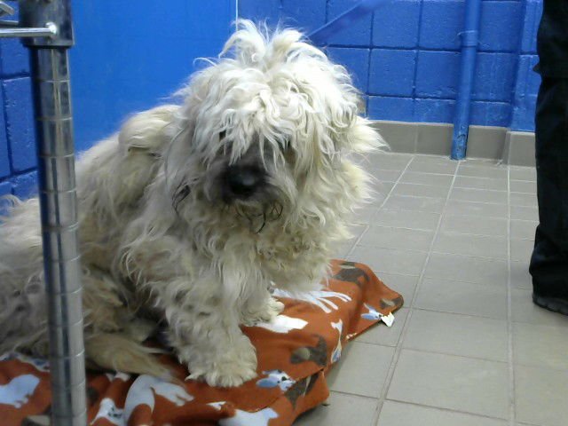 MATT - Poodle (Miniature) available for adoption