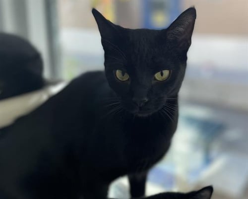 VERNON - Domestic Short Hair available for adoption