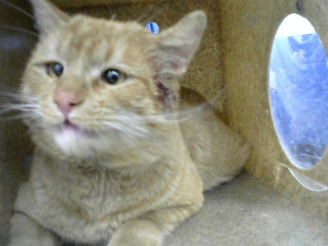 TITO - Domestic Medium Hair available for adoption