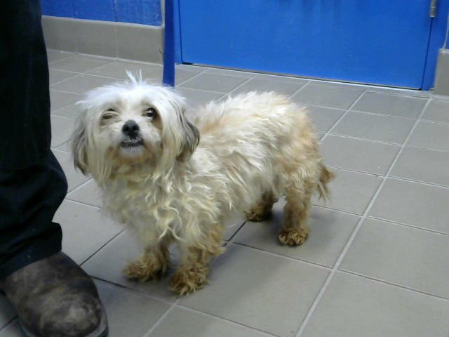 TUMBELL WEED - Poodle (Miniature) available for adoption