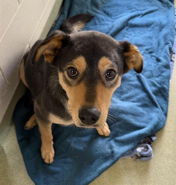 MISSY - Australian Shepherd available for adoption