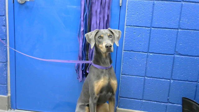 COOPER - Doberman Pinscher available for adoption