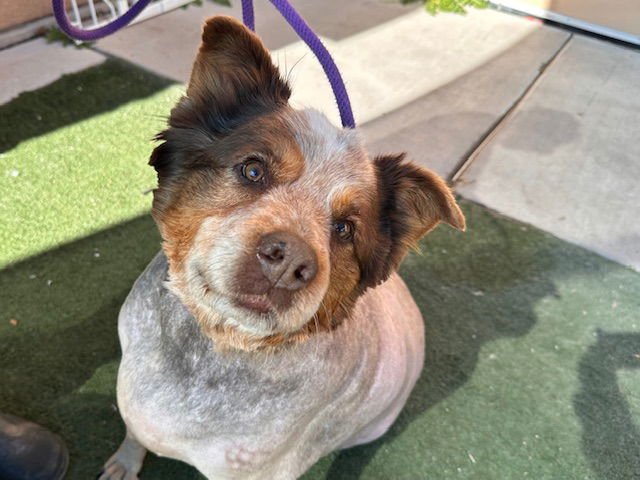 DOGGO - Australian Shepherd available for adoption