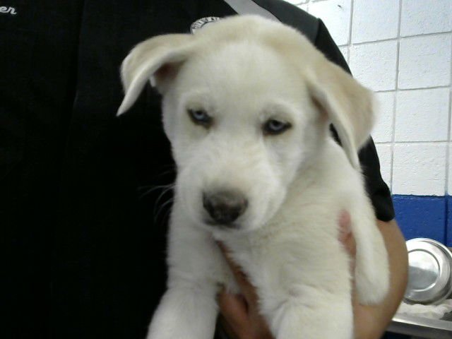 CAMARO - Labrador Retriever available for adoption