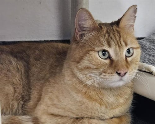 CHEESE DIP - Domestic Short Hair available for adoption