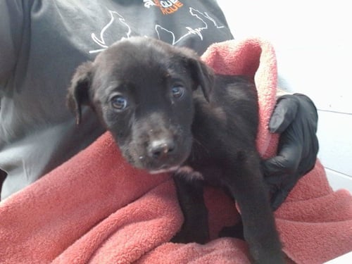 NEZUKO - Labrador Retriever available for adoption
