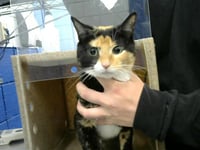 CALYPSO - Photo 1