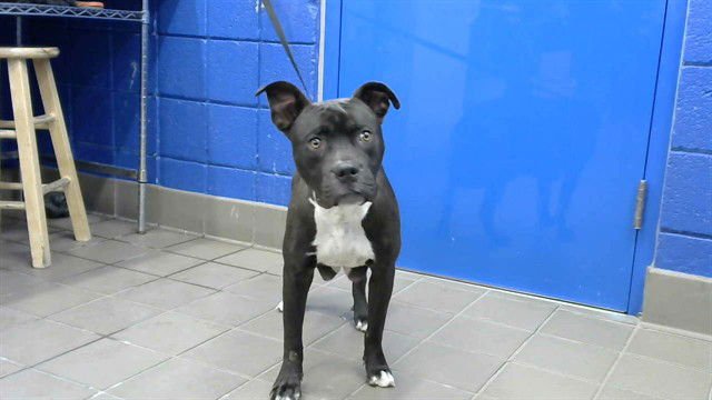 LADY - American Pit Bull Terrier available for adoption