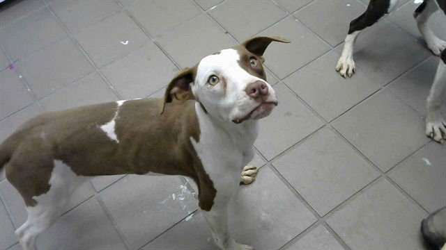 ROSEMARY - American Pit Bull Terrier available for adoption