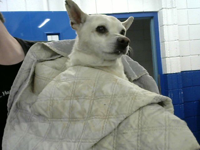 BENNY - Chihuahua available for adoption