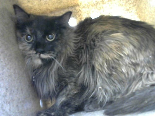 USA - Domestic Short Hair available for adoption