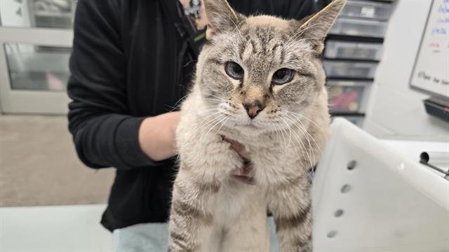 CITLALI - Siamese available for adoption