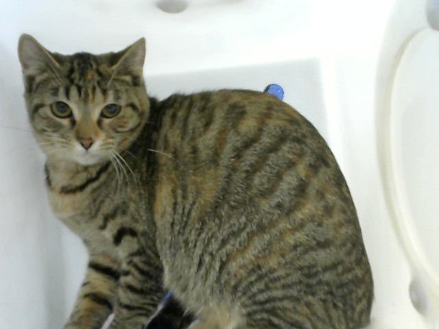 BILLIE - Domestic Medium Hair available for adoption