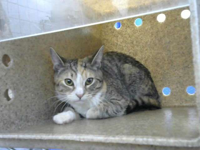 TOOTH - Domestic Short Hair available for adoption