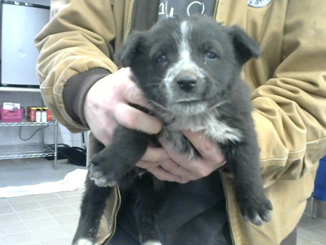 CHASE - Queensland Heeler available for adoption